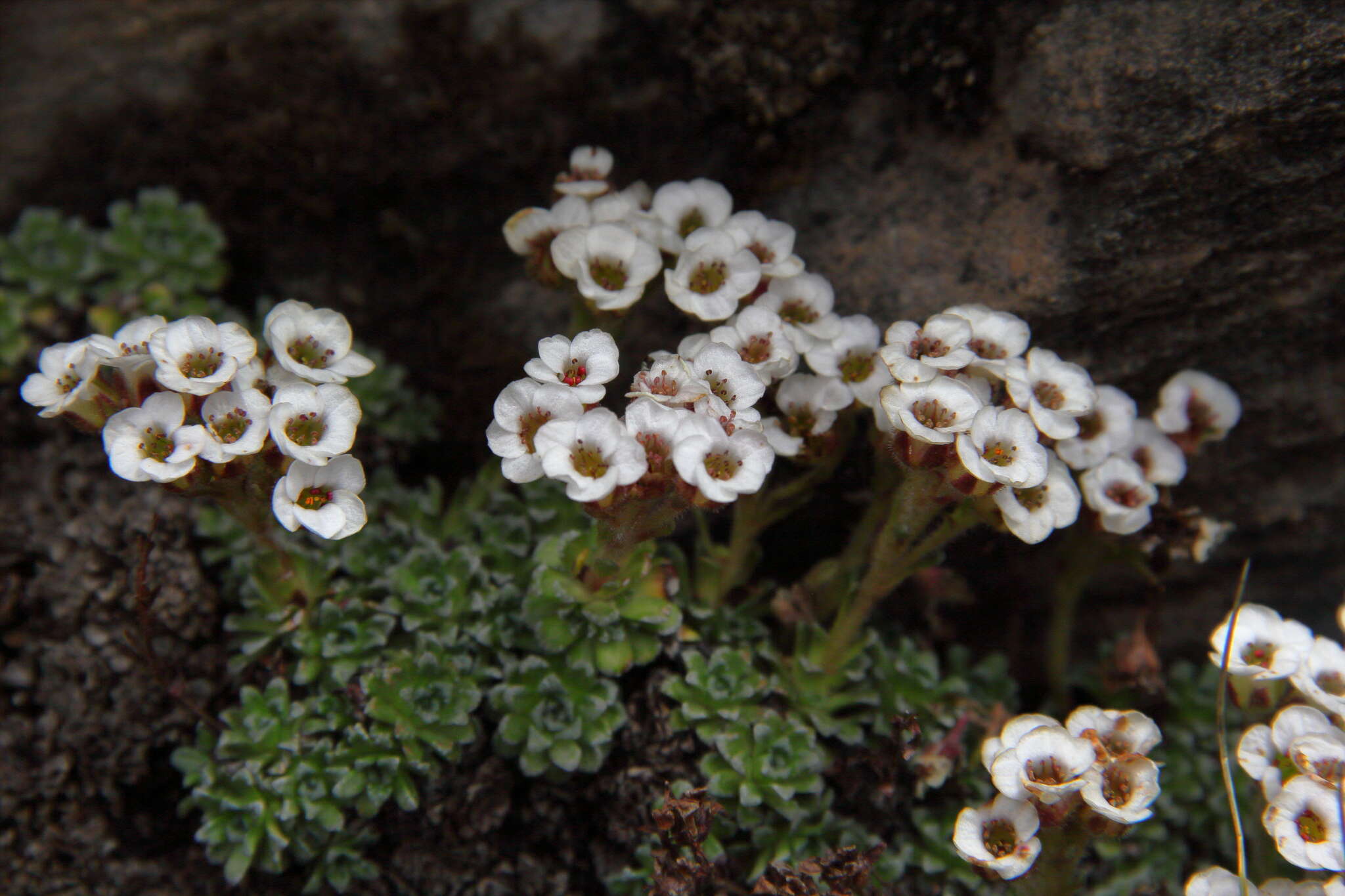 Plancia ëd Saxifraga andersonii Engl.