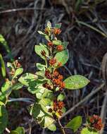 Image de Lyonia fruticosa (Michx.) G. S. Torr. ex B. L. Robins.