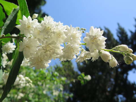 Image of crenate pride-of-Rochester