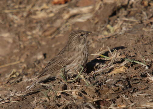 Image of Yemen Serin