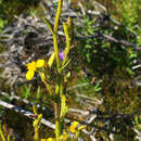 Sivun Senecio pubigerus L. kuva