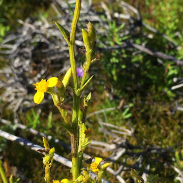 Plancia ëd Senecio pubigerus L.