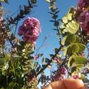 Image of Lippia lacunosa Mart. & Schauer