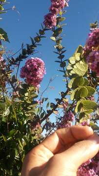 Image of Lippia lacunosa Mart. & Schauer