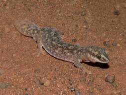 Image of Diplodactylus laevis Sternfeld 1925