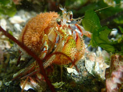 Image of armed hermit crab