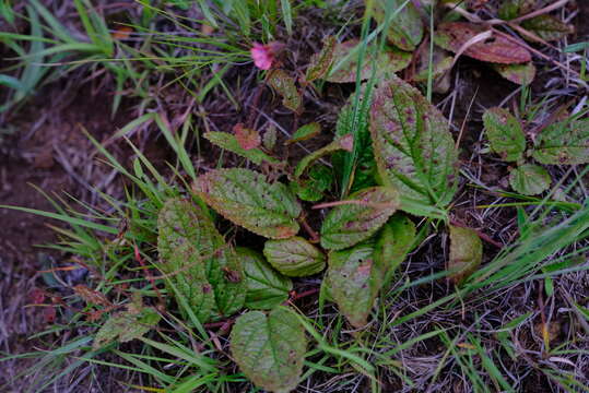 Image of Hermannia woodii Schinz