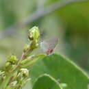 Image de Calycopis lerbela Field 1967