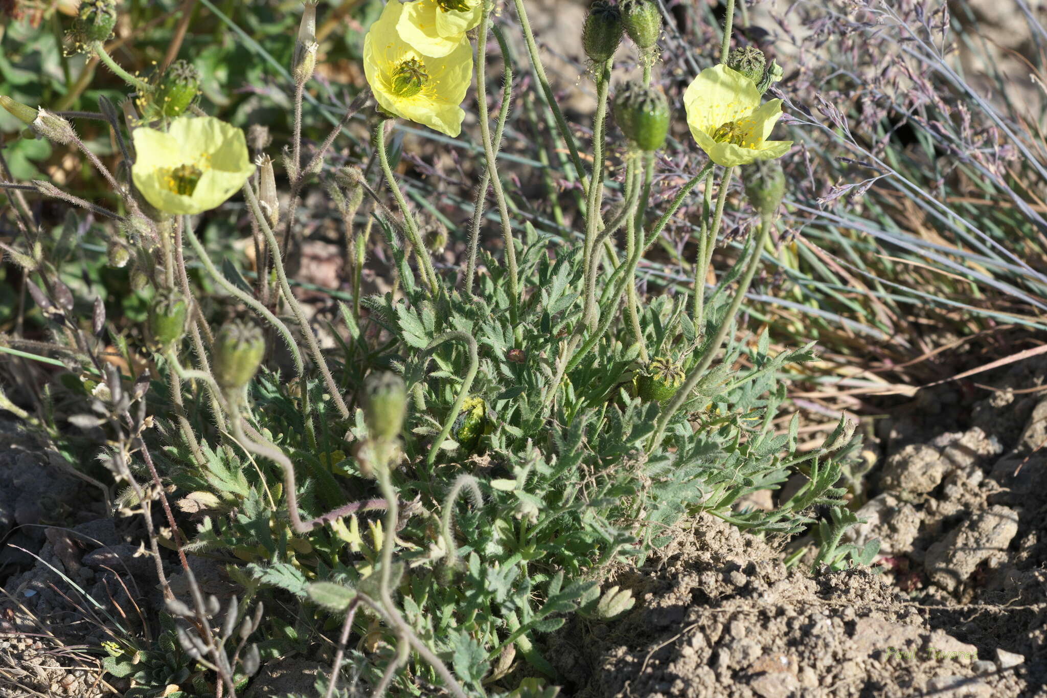 Image of Lapland poppy