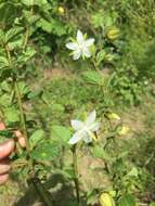 Image of Hibiscus fuscus Garcke