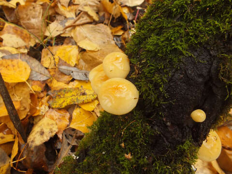 Image of Flammulina rossica Redhead & R. H. Petersen 1999