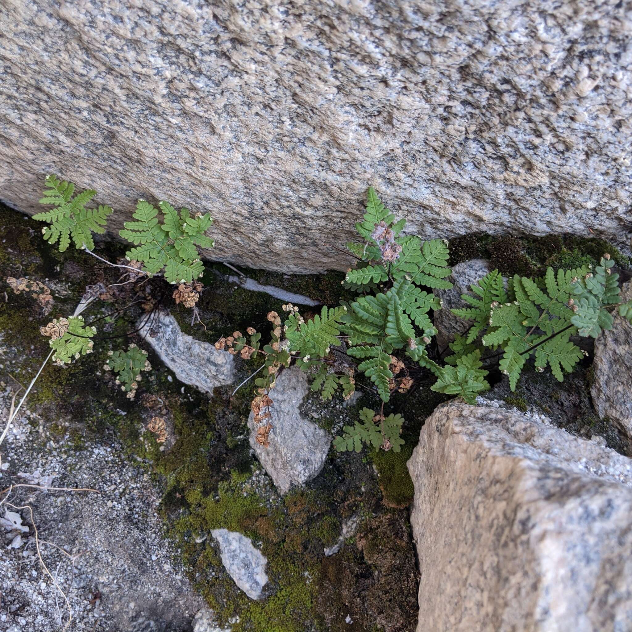 Image of Maxon's goldback fern