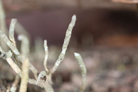 Image of cup lichen