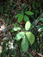 Image of Olearia rani (A. Cunn.) Druce
