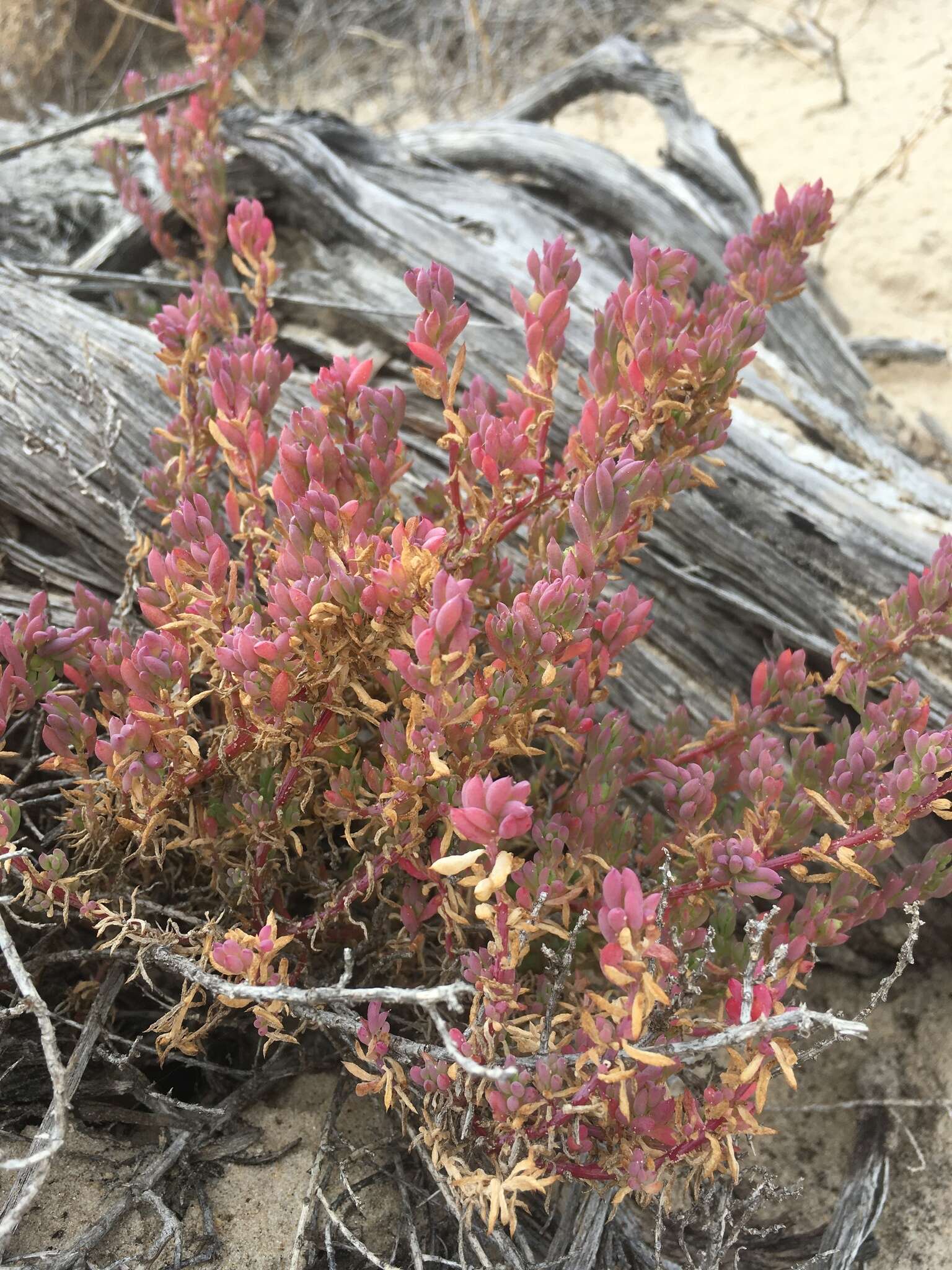 Image of Threlkeldia diffusa R. Br.