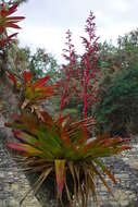 Image of Tillandsia tovarensis Mez