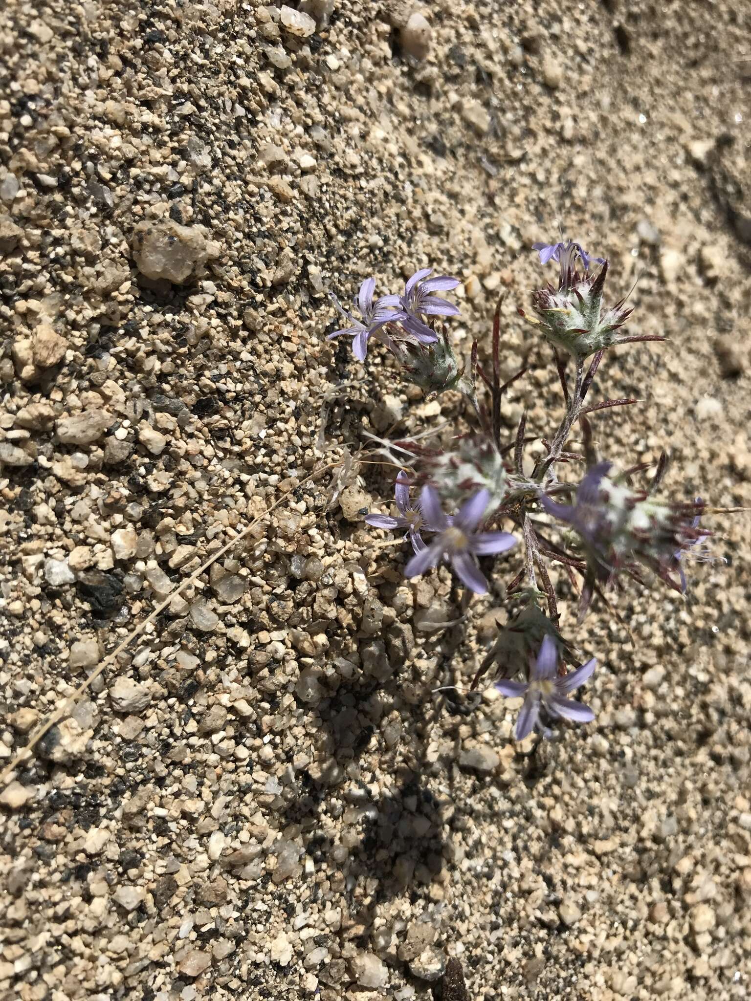 Imagem de Eriastrum eremicum subsp. eremicum