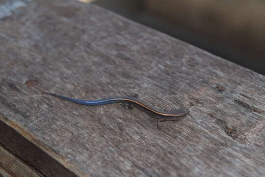 Image of Dunn's Emo Skink