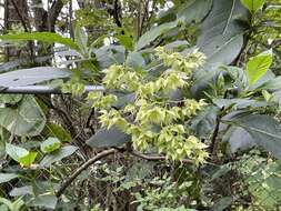 Plancia ëd Trichodesma calycosum var. formosanum (Matsum.) I. M. Johnst.