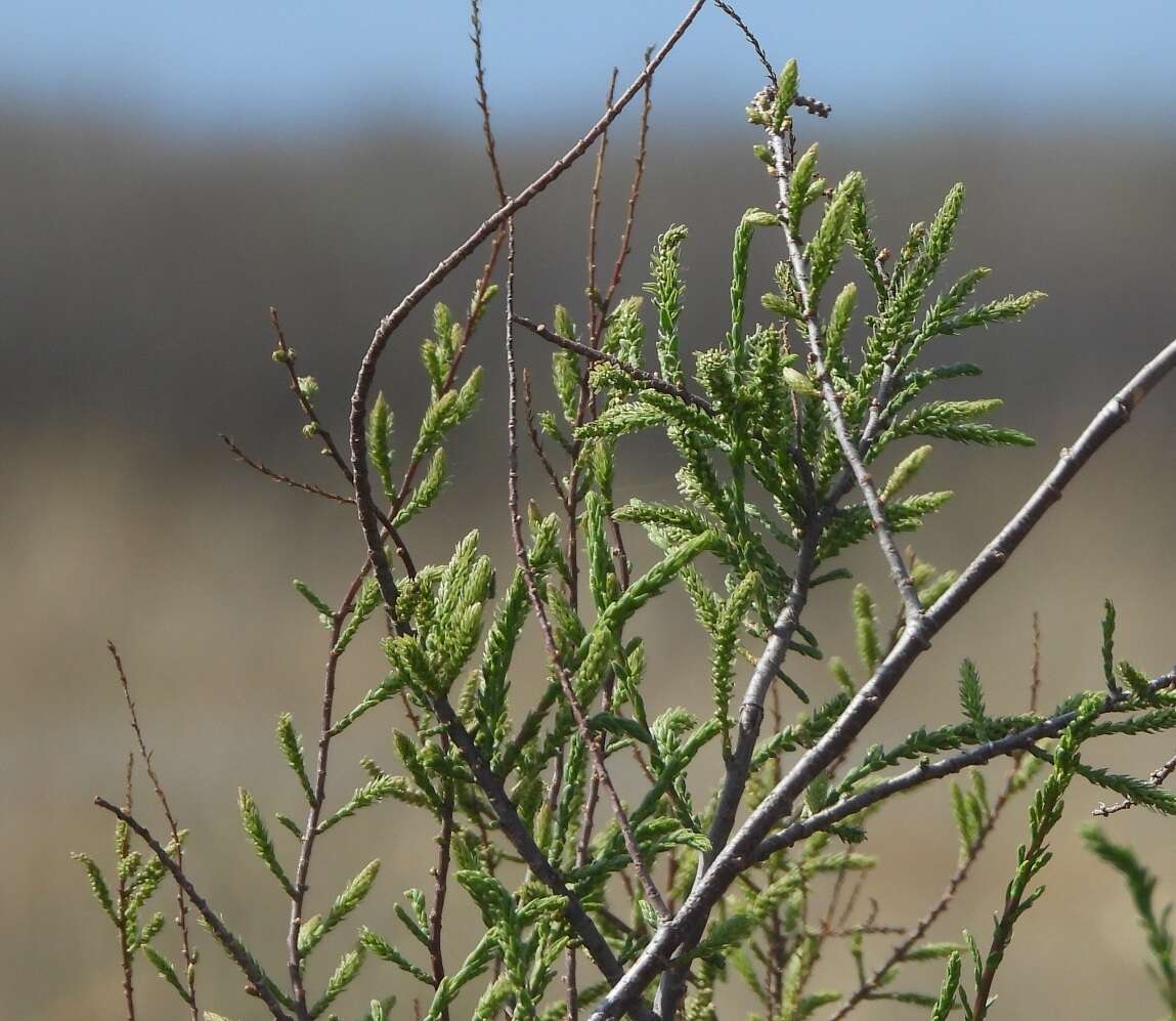 Image of Tamarix boveana Bunge