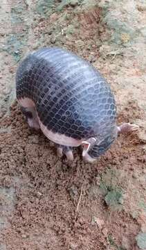 Image of naked-tailed armadillos