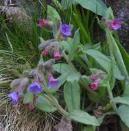 Image of Pulmonaria australis (J. Murr) W. Sauer