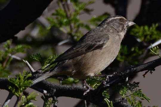 Crithagra gularis humilis (Bonaparte 1850)的圖片