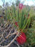 Image de Melaleuca alilateralis Craven & R. D. Edwards