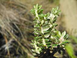 Image of Diplostephium hartwegii Hieron.