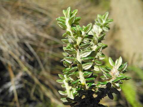 Diplostephium hartwegii Hieron. resmi