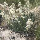 Image of mountain cryptantha