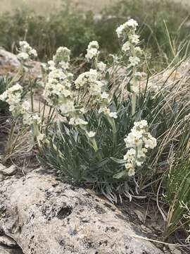 Image of mountain cryptantha