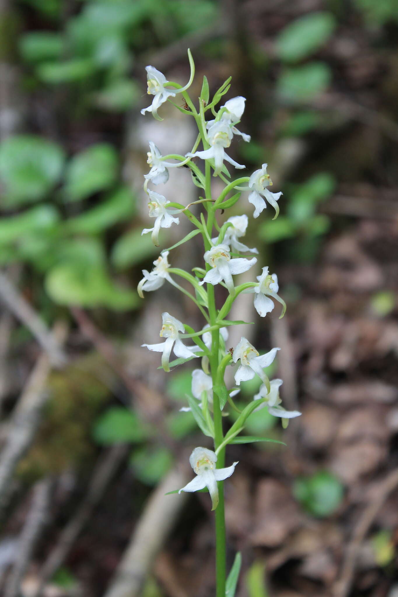 Слика од Platanthera chlorantha (Custer) Rchb.