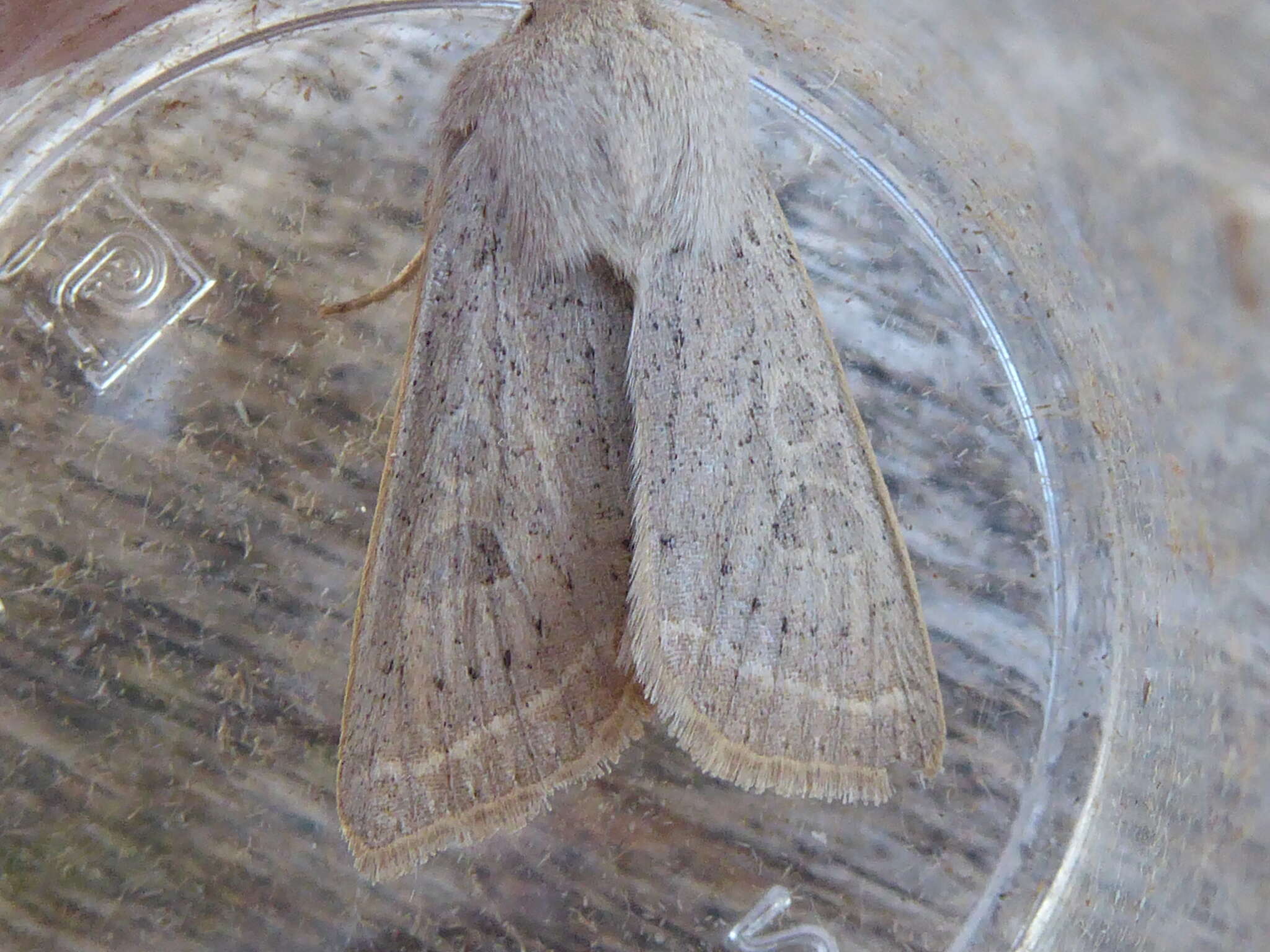 Слика од Orthosia gracilis Schiffermüller 1775