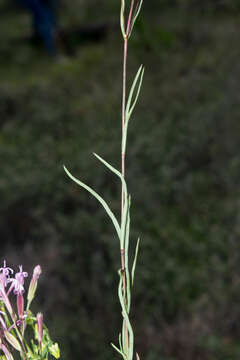 Image of Carphochaete wislizenii A. Gray