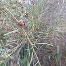 Image of Acacia crassiuscula H. L. Wendl.