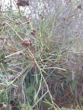 Image de Acacia crassiuscula H. L. Wendl.