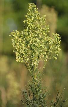 Image of Thalictrum simplex subsp. galioides (DC.) Korz.