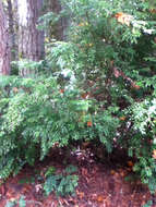 Image of evergreen huckleberry