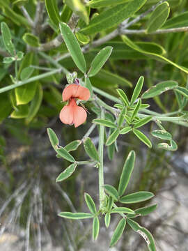 Image of Indigofera candicans Aiton