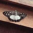 Image of Hyalothyrus mimicus Mabille & Boullet 1919