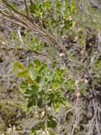 Imagem de Baccharis rhomboidalis Remy