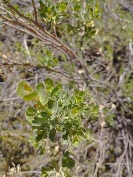 Image of Baccharis rhomboidalis Remy