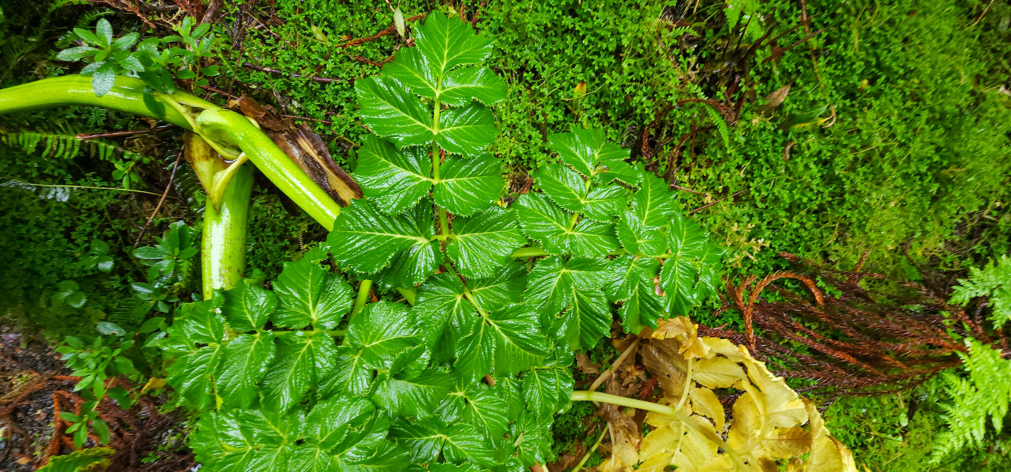 Image of Angelica lignescens