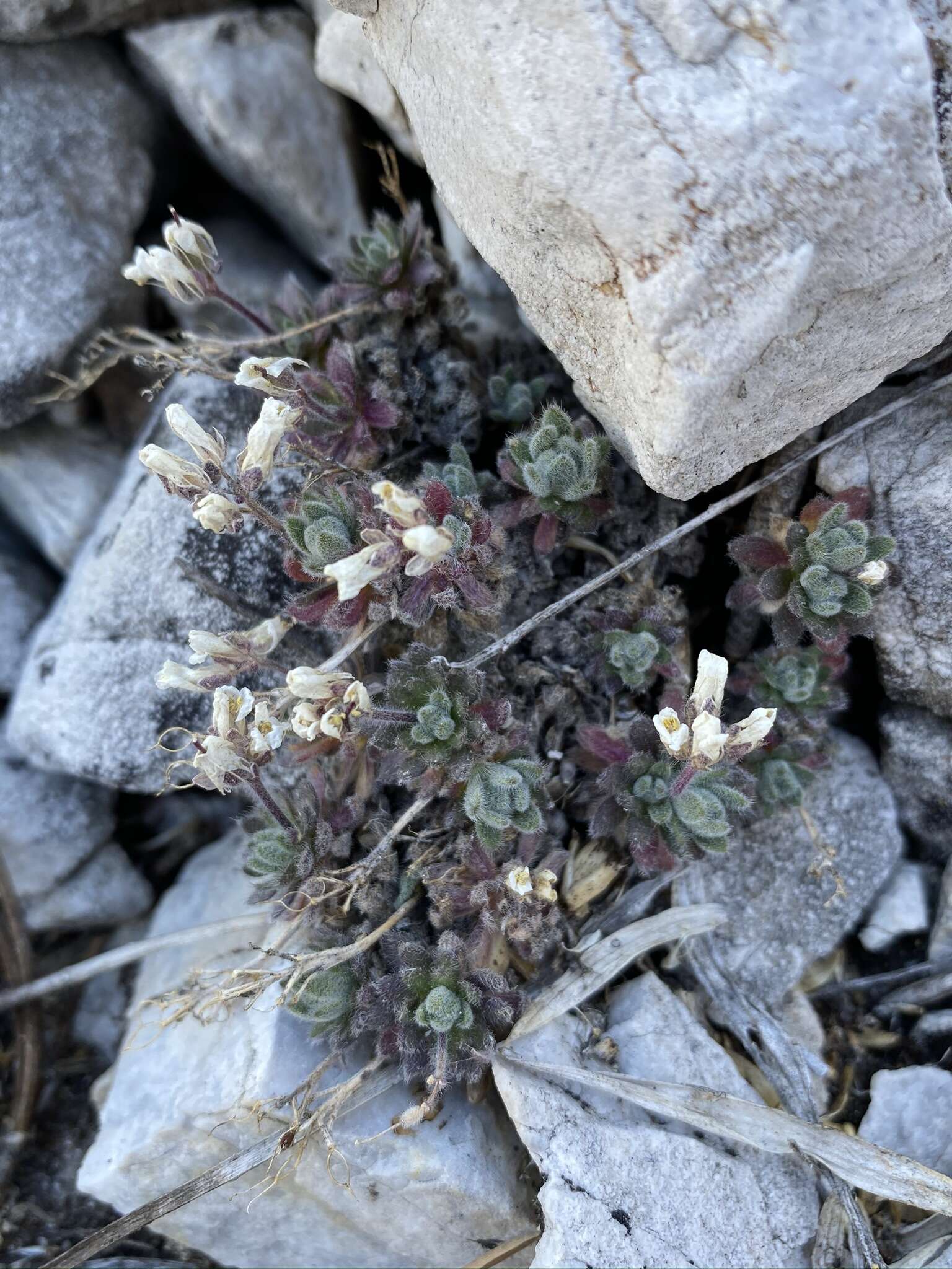 Image of Jaeger's draba