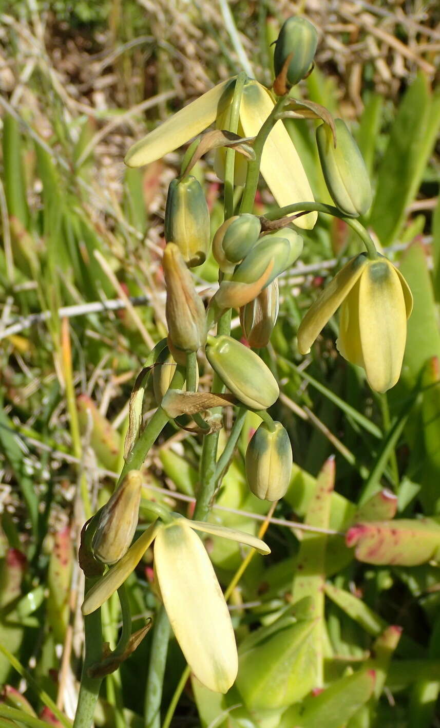 Image of Albuca flaccida Jacq.