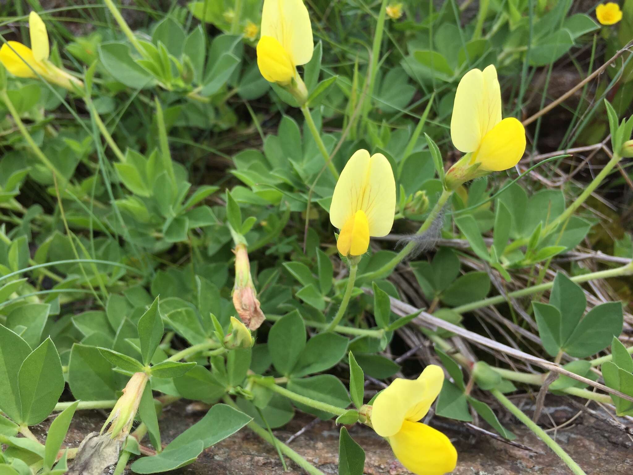 Image of dragon's teeth