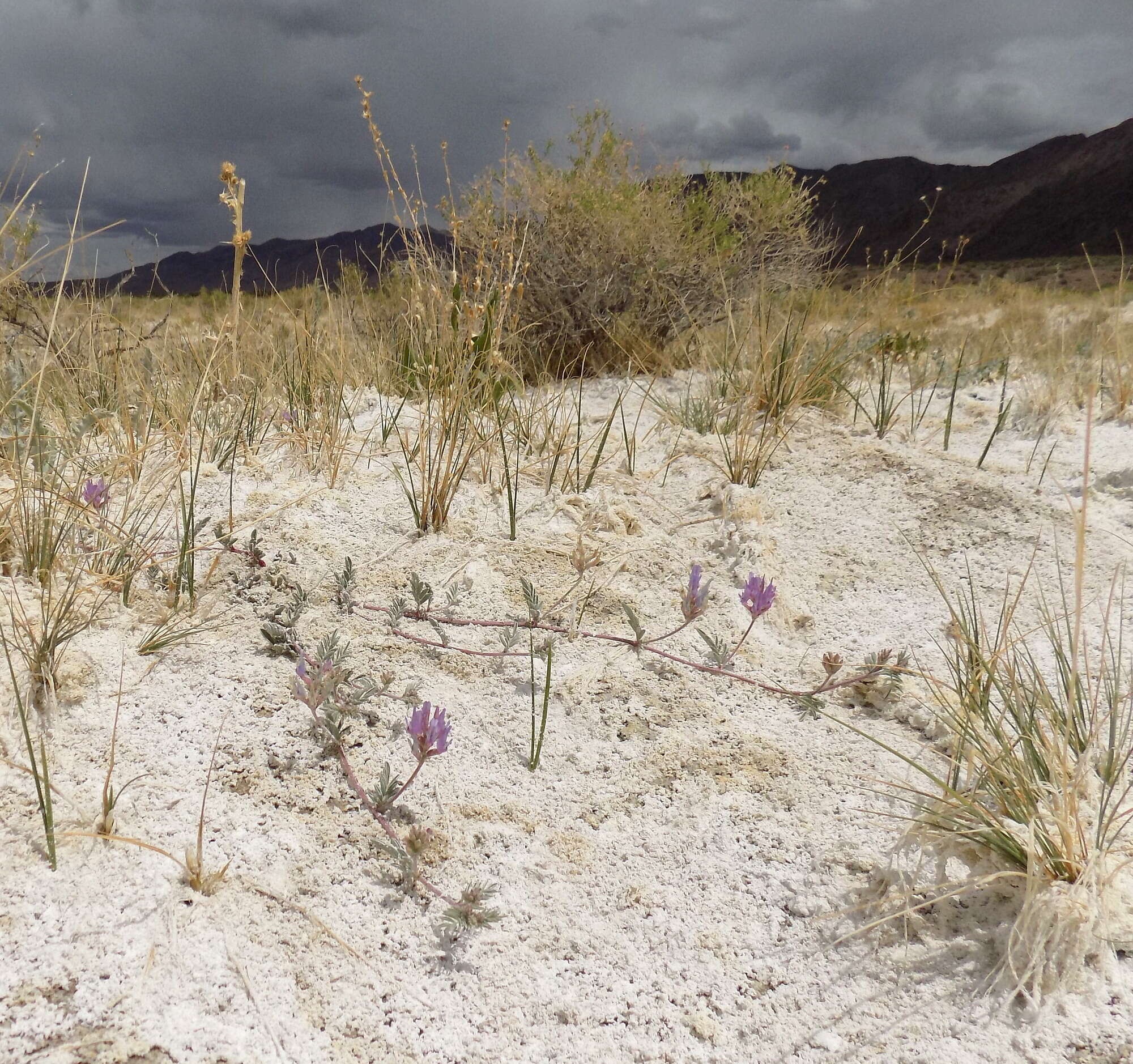 Imagem de Astragalus lentiginosus var. sesquimetralis (Rydb.) Barneby