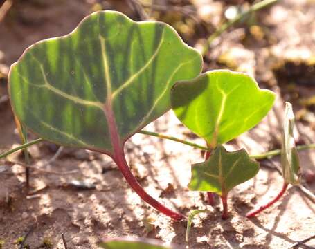 Imagem de Othonna hederifolia B. Nord.