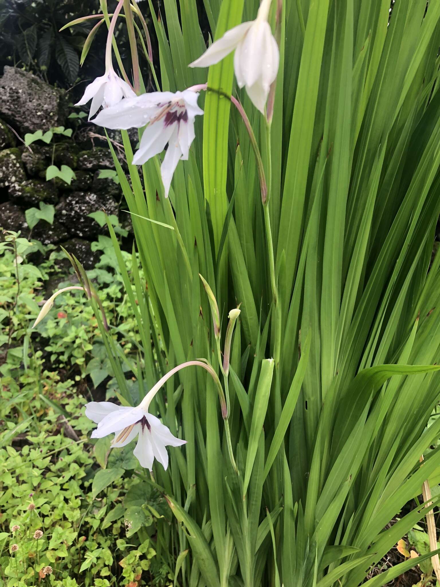 Image of Gladiolus murielae Kelway